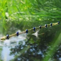 Bransoletka ze srebra pozłacana kamienie mini lapis lazuli naturalny