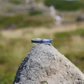 Pierścionek INLAY mid inkrustowany kamień lapis lazuli niebieski naturalny srebro unisex